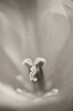 Tulpe 1
