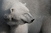 Eisbärtraum
