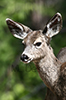 Mule Deer